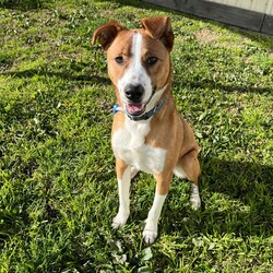 Adopt a dog:Frank/Australian Cattle Dog / American Staffordshire Terrier/Male/1 Year,Hello! My name's Frank. What's yours? I am a well-mannered young man who is on the lookout for a human or humans to join on your adventures and to be your best buddy at home. I have spent a little time here at the shelter and during this time the staff have seen me grow from a slightly timid kid to a confident, chilled out young man. Well, most of the time. Sometimes I can get a bit excited and bouncy – because of this I'd be best suited to a family aged 12 yrs and up so that I don't bounce someone over accidentally. I have a happy nature – I can't wait for you to get to know me! My favourite things are playing with toys and going on walks with my doggy friends. If you have a dog at home, please bring them in to meet me to make sure we are a good match! I’ve heard about something called a “backyard,” and it sounds like a dream! An area all for me to run around, climb, sniff, and explore; at the shelter we have grass yards, but I have to share them with all the other doggies. Sigh. But don’t think I’m just an outdoor adventurer; I also love lounging inside, playing with my toys, or chasing butterflies in my dreams. I would not be suited to a home with cats or pocket pets. I would suit a full time worker if you have time to settle me into my new home. Lastly! What are you waiting for? Yours, Frank -Must meet all dogs -No pocket pets or cats -No children under 12