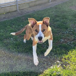 Adopt a dog:Frank/Australian Cattle Dog / American Staffordshire Terrier/Male/1 Year,Hello! My name's Frank. What's yours? I am a well-mannered young man who is on the lookout for a human or humans to join on your adventures and to be your best buddy at home. I have spent a little time here at the shelter and during this time the staff have seen me grow from a slightly timid kid to a confident, chilled out young man. Well, most of the time. Sometimes I can get a bit excited and bouncy – because of this I'd be best suited to a family aged 12 yrs and up so that I don't bounce someone over accidentally. I have a happy nature – I can't wait for you to get to know me! My favourite things are playing with toys and going on walks with my doggy friends. If you have a dog at home, please bring them in to meet me to make sure we are a good match! I’ve heard about something called a “backyard,” and it sounds like a dream! An area all for me to run around, climb, sniff, and explore; at the shelter we have grass yards, but I have to share them with all the other doggies. Sigh. But don’t think I’m just an outdoor adventurer; I also love lounging inside, playing with my toys, or chasing butterflies in my dreams. I would not be suited to a home with cats or pocket pets. I would suit a full time worker if you have time to settle me into my new home. Lastly! What are you waiting for? Yours, Frank -Must meet all dogs -No pocket pets or cats -No children under 12