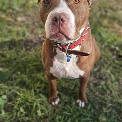 Rocky/Staffordshire Bull Terrier/Male/6 Years 9 Months,Hey there! I’m Rocky, an adult Staffy with a heart full of love and a lot of personality. Here’s a bit about me. First off, I’m best as the only dog in the house. I’m not really a fan of other dogs, so I need to be your one and only furry friend. Think of me as the star of the show—we don’t need any other dogs stealing the spotlight! When it comes to kids, I need to meet them first. I can get pretty excited with all their energetic activities, and we need to make sure we’re all comfortable with each other. Picture me and the kids having fun, but knowing when to take it easy. I’ve got a bit of a unique quirk on walks—I sometimes freeze mid-walk. Yep, just stop and take a little break. It’s like I’m pausing to enjoy the moment. An experienced owner who knows how to manage my little stops would be perfect. Together, we’ll be a great team, turning heads as we go. Despite my occasional pause button, I’m a joyful and strong companion, ready to bring love and loyalty into your life. I promise to be the best friend you’ve ever had, always ready for an adventure or a cozy cuddle. So, if you’re ready for a lovable, energetic, and slightly quirky buddy who’s always up for fun, let’s meet! I can’t wait to join your family. I am currently hanging out in a lovely foster home while I wait for my new family. Please fill out an Expression of Interest form to find out more about me!  Wags and kisses, Rocky xx