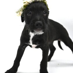 Adopt a dog:Liberty Belle/Schnauzer/Female/Baby,Just look at that sweet scruffy little face.  This sweet 9 week old baby is currently in a foster home with her siblings and Foster Mom, mom and dad. She loves to play with toys and with her siblings. She gives excellent kisses and wonderful snuggles. Please let us know if you would like to know more.

Please apply below if you’re interested in this pet :  

You can find my form 