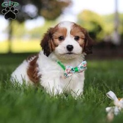 King/Cavachon									Puppy/Male	/9 Weeks,Meet King, the adorable Cavachon puppy who is ready to bring joy and love into your life. With his soft, fluffy coat and those irresistibly sweet eyes, he is a charming little guy who will steal your heart from the moment you meet him. This playful pup is vet checked, up to date on vaccines and wormers, and microchipped, ensuring that he’s healthy and ready to join his forever family.