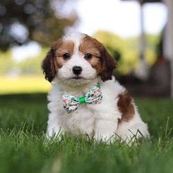 King/Cavachon									Puppy/Male	/9 Weeks,Meet King, the adorable Cavachon puppy who is ready to bring joy and love into your life. With his soft, fluffy coat and those irresistibly sweet eyes, he is a charming little guy who will steal your heart from the moment you meet him. This playful pup is vet checked, up to date on vaccines and wormers, and microchipped, ensuring that he’s healthy and ready to join his forever family.