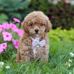 Ceila/Miniature Poodle									Puppy/Female	/8 Weeks,Meet Ceila, the cutest AKC Mini Poodle. She loves to play and has boundless energy. She is always ready for a game of fetch, a brisk walk, or any fun activity that involves their favorite humans. Her playful nature makes her a joy to have around. She has a stunning coat that is both hypoallergenic and non-shedding, perfect for those with allergies. Her fur is beautifully groomed, and she has a graceful presence that turns heads wherever she goes. Poodles are known for their adaptability. They are comfortable in various environments, from bustling city apartments to spacious suburban homes. They get along well with children, other pets, and enjoy being part of family activities.