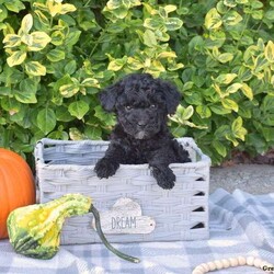 Sassy/Mini Goldendoodle									Puppy/Female	/July 21st, 2024,Meet Sassy, a cute and cuddly Miniature Goldendoodle puppy that is very happy. This well-socialized pooch is ready for her forever home. She is vet checked and up to date on shots & wormer plus the breeder provides a 30 day health guarantee for her. Sassy is being family raised with children and is super playful. To learn more about this fun pup, call the breeder today!