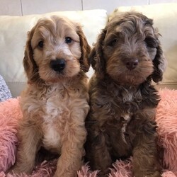 FABULOUS F1 COCKAPOOS STUNNING COLOURS/Cockapoos/Mixed Litter/3 months,Health tested F1 cockapoos home bred here at foxisle . Mum is a stunning lemon roan kc reg show cocker , extensively DNA tested as are her parents her sister is also here to see 
Dad is our extensively DNA blue Merle mini poodle who also has his parents DNA testing paperwork within puppy pack .
Both superb temperaments as we only use show bred cockers which are much calmer than working cockers and have much better coats . Puppies have had their first inoculation are microchipped and come with 14 day health warranty in writing , contract and Royal Canin puppy pack and food to go home with . Reared on minced chicken and Royal Canin and are out going healthy puppies . Colours include blue Merle , gold , cream and red sable . We are renowned for our cockapoos and have supplied members of Englands football team, TV stars and movie directors 
Price from £800 to £1200
    Reared in an impeccable  environment so are used to TV, radio , washing machine , dryer , hover etc . 5 star licenced  for 6 years and licenced for 20 years before star rating came in to place 
Buy with confidence from experience 5 star kennels