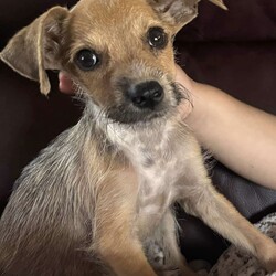 Adopt a dog:Fiona/Terrier/Female/Baby,Meet perfect puppy Fiona! With her adorably scruffy face and her delightfully happy personality, this 9-week-old terrier mix is ready to find a loving forever home. Fiona weighs in at just 8lbs, but she has the most amazing personality fit into her tiny body!

Fiona is a sweet girl with lots of love to give. She is full of adorable puppy energy, but she absolutely loves cuddle time too. One of her favourite things to do is to play fetch with her foster family, she worked out how to play it super-fast, she’s a smart girl! 

Fiona is great with other dogs, and she loves kids, she currently lives with a toddler and loves to play and snuggle with her. Fiona is doing great with potty training and whines to let you know she needs to go out. She is also working on leash training within her foster family’s yard.

Fiona would make a wonderful addition to any family, and we hope to find her a family who will treasure her for the entirety of her life. If you think that Fiona is your perfect match, apply today! Fiona is adoptable in Texas and the Northeast.

*All breed listings are educated guesses and not guaranteed*