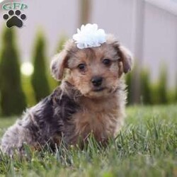 Quinn/Yorkie Poo									Puppy/Female	/7 Weeks,Meet Quinn, our adorable Yorkipoo! With her fluffy, silky coat and bright, sparkling eyes, she is the epitome of cuteness. This little girl is full of energy and loves to play, bringing endless joy and laughter to every day. Quinn is incredibly affectionate, always ready to cuddle up on your lap or give you a sweet nuzzle. Her intelligence and curious nature make her quick to learn and eager to explore. Whether she’s bouncing around with her toys or snuggling close for some quiet time, she is the perfect companion. 