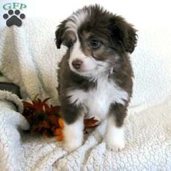 Lucy/Mini Aussiedoodle									Puppy/Female	/8 Weeks,Meet thi loving one of a kind Mini Aussiedoodle puppy with a heart of gold! This little cuite loves attention and come up to date on shots and dewormer. Our puppies are examined by our vet prior to joining their new homes! We also do genetic testing on our parents and offer an extended health guarantee. We focus on early socialization and our children love to play with the puppies each day to help socialize them. To learn more about our puppies contact us today! 