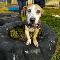 Betty/Welsh Corgi (Pembroke) / Staffordshire Bull Terrier/Female/9 Years 3 Months,Hi there! I’m Betty and I’m a very sweet mature lady who is ready to start a new chapter! I wasn’t in the best condition when I first arrived at the shelter, but I still LOOOOVEE people, and I would love to come home with you and give you all the snuggles on the lounge whilst we watch a movie! Or I’d love to have a nice nap in a round fluffy snuggle bed, they’re so comfy!  As you can probably tell, my legs look a little funny, don’t they? The technical name is “Angular Limb Deformity”, but you may also know it as ‘bow legged’ or ‘knee knocking’. They all mean that my legs are a bit bowed. The vets have checked me over, I can walk around normally, and I am not in pain, but it is important that I don’t become overweight in the future, as this can lead to arthritis. If at any point it seems like I am in pain when trying to walk, it would be best to take me to a vet for a check-up. Whilst I've been in RSPCA's care, I also had a biopsy performed on a lump on my mammary glands, which was a ‘Malignant mass’ (tumor), the tumor was completely removed with no abnormal tissue remaining. Should you be interested in adopting me, our RSPCA veterinarians are happy to provide you with more information.  My pearly whites just had an awesome clean and I had some teeth removed but there are no ongoing issues! So, sometimes I get a little bit worried about being on my own but with the help of my friends here at the shelter, I am starting to learn that some alone time isn’t such a bad thing! You see, all I’ll need is a nice long-lasting chew and something for me to do! I love playing with those cardboard boxes, especially if there’s some treats hidden in them! I have so much FUN when I get to go looking for treats hidden around the yard. Due to being a little Nanna dog, I won’t require lots of exercise, just enough to keep my mind active and sniff all the stuff and all the things!  I am a friendly dog but due to my excitement with making new friends, I will need to meet all my new friends to ensure we will get along! I’m sure we will though! I’ll also have to meet all members of the household, have secure fencing, indoor/outdoor access and ideally, I would love to have someone at home most of the time to hang out with in a peaceful, home environment. Don’t forget I give great cuddles, so I’ll make it worth your time!  Do you think you have all the love possible to give me? If so, I would love for you to come and meet me! All you must do is contact my people. They know what to do!   Requirements: 