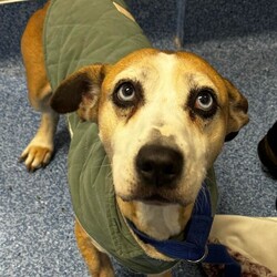 Betty/Welsh Corgi (Pembroke) / Staffordshire Bull Terrier/Female/9 Years 3 Months,Hi there! I’m Betty and I’m a very sweet mature lady who is ready to start a new chapter! I wasn’t in the best condition when I first arrived at the shelter, but I still LOOOOVEE people, and I would love to come home with you and give you all the snuggles on the lounge whilst we watch a movie! Or I’d love to have a nice nap in a round fluffy snuggle bed, they’re so comfy!  As you can probably tell, my legs look a little funny, don’t they? The technical name is “Angular Limb Deformity”, but you may also know it as ‘bow legged’ or ‘knee knocking’. They all mean that my legs are a bit bowed. The vets have checked me over, I can walk around normally, and I am not in pain, but it is important that I don’t become overweight in the future, as this can lead to arthritis. If at any point it seems like I am in pain when trying to walk, it would be best to take me to a vet for a check-up. Whilst I've been in RSPCA's care, I also had a biopsy performed on a lump on my mammary glands, which was a ‘Malignant mass’ (tumor), the tumor was completely removed with no abnormal tissue remaining. Should you be interested in adopting me, our RSPCA veterinarians are happy to provide you with more information.  My pearly whites just had an awesome clean and I had some teeth removed but there are no ongoing issues! So, sometimes I get a little bit worried about being on my own but with the help of my friends here at the shelter, I am starting to learn that some alone time isn’t such a bad thing! You see, all I’ll need is a nice long-lasting chew and something for me to do! I love playing with those cardboard boxes, especially if there’s some treats hidden in them! I have so much FUN when I get to go looking for treats hidden around the yard. Due to being a little Nanna dog, I won’t require lots of exercise, just enough to keep my mind active and sniff all the stuff and all the things!  I am a friendly dog but due to my excitement with making new friends, I will need to meet all my new friends to ensure we will get along! I’m sure we will though! I’ll also have to meet all members of the household, have secure fencing, indoor/outdoor access and ideally, I would love to have someone at home most of the time to hang out with in a peaceful, home environment. Don’t forget I give great cuddles, so I’ll make it worth your time!  Do you think you have all the love possible to give me? If so, I would love for you to come and meet me! All you must do is contact my people. They know what to do!   Requirements: 