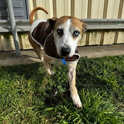 Betty/Welsh Corgi (Pembroke) / Staffordshire Bull Terrier/Female/9 Years 3 Months,Hi there! I’m Betty and I’m a very sweet mature lady who is ready to start a new chapter! I wasn’t in the best condition when I first arrived at the shelter, but I still LOOOOVEE people, and I would love to come home with you and give you all the snuggles on the lounge whilst we watch a movie! Or I’d love to have a nice nap in a round fluffy snuggle bed, they’re so comfy!  As you can probably tell, my legs look a little funny, don’t they? The technical name is “Angular Limb Deformity”, but you may also know it as ‘bow legged’ or ‘knee knocking’. They all mean that my legs are a bit bowed. The vets have checked me over, I can walk around normally, and I am not in pain, but it is important that I don’t become overweight in the future, as this can lead to arthritis. If at any point it seems like I am in pain when trying to walk, it would be best to take me to a vet for a check-up. Whilst I've been in RSPCA's care, I also had a biopsy performed on a lump on my mammary glands, which was a ‘Malignant mass’ (tumor), the tumor was completely removed with no abnormal tissue remaining. Should you be interested in adopting me, our RSPCA veterinarians are happy to provide you with more information.  My pearly whites just had an awesome clean and I had some teeth removed but there are no ongoing issues! So, sometimes I get a little bit worried about being on my own but with the help of my friends here at the shelter, I am starting to learn that some alone time isn’t such a bad thing! You see, all I’ll need is a nice long-lasting chew and something for me to do! I love playing with those cardboard boxes, especially if there’s some treats hidden in them! I have so much FUN when I get to go looking for treats hidden around the yard. Due to being a little Nanna dog, I won’t require lots of exercise, just enough to keep my mind active and sniff all the stuff and all the things!  I am a friendly dog but due to my excitement with making new friends, I will need to meet all my new friends to ensure we will get along! I’m sure we will though! I’ll also have to meet all members of the household, have secure fencing, indoor/outdoor access and ideally, I would love to have someone at home most of the time to hang out with in a peaceful, home environment. Don’t forget I give great cuddles, so I’ll make it worth your time!  Do you think you have all the love possible to give me? If so, I would love for you to come and meet me! All you must do is contact my people. They know what to do!   Requirements: 