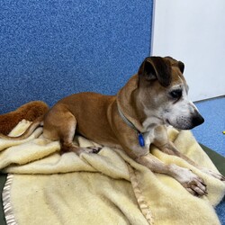 Betty/Welsh Corgi (Pembroke) / Staffordshire Bull Terrier/Female/9 Years 3 Months,Hi there! I’m Betty and I’m a very sweet mature lady who is ready to start a new chapter! I wasn’t in the best condition when I first arrived at the shelter, but I still LOOOOVEE people, and I would love to come home with you and give you all the snuggles on the lounge whilst we watch a movie! Or I’d love to have a nice nap in a round fluffy snuggle bed, they’re so comfy!  As you can probably tell, my legs look a little funny, don’t they? The technical name is “Angular Limb Deformity”, but you may also know it as ‘bow legged’ or ‘knee knocking’. They all mean that my legs are a bit bowed. The vets have checked me over, I can walk around normally, and I am not in pain, but it is important that I don’t become overweight in the future, as this can lead to arthritis. If at any point it seems like I am in pain when trying to walk, it would be best to take me to a vet for a check-up. Whilst I've been in RSPCA's care, I also had a biopsy performed on a lump on my mammary glands, which was a ‘Malignant mass’ (tumor), the tumor was completely removed with no abnormal tissue remaining. Should you be interested in adopting me, our RSPCA veterinarians are happy to provide you with more information.  My pearly whites just had an awesome clean and I had some teeth removed but there are no ongoing issues! So, sometimes I get a little bit worried about being on my own but with the help of my friends here at the shelter, I am starting to learn that some alone time isn’t such a bad thing! You see, all I’ll need is a nice long-lasting chew and something for me to do! I love playing with those cardboard boxes, especially if there’s some treats hidden in them! I have so much FUN when I get to go looking for treats hidden around the yard. Due to being a little Nanna dog, I won’t require lots of exercise, just enough to keep my mind active and sniff all the stuff and all the things!  I am a friendly dog but due to my excitement with making new friends, I will need to meet all my new friends to ensure we will get along! I’m sure we will though! I’ll also have to meet all members of the household, have secure fencing, indoor/outdoor access and ideally, I would love to have someone at home most of the time to hang out with in a peaceful, home environment. Don’t forget I give great cuddles, so I’ll make it worth your time!  Do you think you have all the love possible to give me? If so, I would love for you to come and meet me! All you must do is contact my people. They know what to do!   Requirements: 