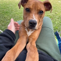 Fletch/American Staffordshire Terrier/Male/10 Months,Hey there, I'm Fletch! I'm a 10-month-old male large breed mix puppy looking for a forever home. I am a tall, leggy boy with plenty more growing to do; I am currently around 27kg. With lots and lots of energy to burn, I would suit a family who can keep up with me. I love learning about life, and I'm eager to explore new things each day. I would suit a home where I'm not left alone for extended periods as I love hanging out with my humans and doing all the fun stuff together. I do love company, but I'm also okay with some alone time if I have things to keep busy and a place to access inside your home where I can retreat to and rest. I don't mind other dogs, I love to have a rough and tumble with some doggy friends during my time at shelter and while I was in foster care. Though I'm a high-energy pup, I would prefer a quiet and calm household where I can relax after my daily playtime. I'm young and eager to learn, so I would love a family who can help me learn all about life. And remember, I'm still a puppy, so I'd be best in a home with kids 12 years or older as I may knock the little ones over – my spatial awareness needs some fine-tuning hahaha! I can't wait to meet you and start our adventures together!