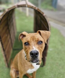 Fletch/American Staffordshire Terrier/Male/10 Months,Hey there, I'm Fletch! I'm a 10-month-old male large breed mix puppy looking for a forever home. I am a tall, leggy boy with plenty more growing to do; I am currently around 27kg. With lots and lots of energy to burn, I would suit a family who can keep up with me. I love learning about life, and I'm eager to explore new things each day. I would suit a home where I'm not left alone for extended periods as I love hanging out with my humans and doing all the fun stuff together. I do love company, but I'm also okay with some alone time if I have things to keep busy and a place to access inside your home where I can retreat to and rest. I don't mind other dogs, I love to have a rough and tumble with some doggy friends during my time at shelter and while I was in foster care. Though I'm a high-energy pup, I would prefer a quiet and calm household where I can relax after my daily playtime. I'm young and eager to learn, so I would love a family who can help me learn all about life. And remember, I'm still a puppy, so I'd be best in a home with kids 12 years or older as I may knock the little ones over – my spatial awareness needs some fine-tuning hahaha! I can't wait to meet you and start our adventures together!