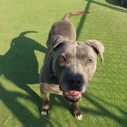 Adopt a dog:Teddy/Staffordshire Bull Terrier/Male/6 Years 2 Months,Hello there, my name is Teddy! I'm a sleepy, old gentleman looking for my new home! I'd suit a quiet home where I can be included as part of the family, coming both inside and outdoors, as well as joining you for regular short strolls, or simply snuggling up on a nice soft bed by your feet in the evening. Any children in the home will need to be calm and confident around dogs. I know sometimes you have to go out, if you leave me with some fun toys, yum treats, fresh water bowl and a sheltered, snuggly bed, I should be safe and happy until you get home. I would benefit from daily enrichment and interactive feeders to help keep my mind and body active. I’d be best as the only dog in the home, as I am not fond of other dogs and would like all the love, pats and attention for myself. Dog parks and off-leash areas are not ideal for me as I do not like rude dogs rushing up to my face and would prefer walks around the neighbourhood or on-lead areas where we can relax and enjoy our time together.  If I sound like the gentleman for you, please come in to meet me. -Level 2 ART Adoption -Quiet home -Dog confident children -Best as only dog -No dog parks -No Small animals/Cats/Pocket pets -Time alone handout -Ongoing positive reinforcement training