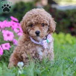 Ceila/Miniature Poodle									Puppy/Female	/8 Weeks,Meet Ceila, the cutest AKC Mini Poodle. She loves to play and has boundless energy. She is always ready for a game of fetch, a brisk walk, or any fun activity that involves their favorite humans. Her playful nature makes her a joy to have around. She has a stunning coat that is both hypoallergenic and non-shedding, perfect for those with allergies. Her fur is beautifully groomed, and she has a graceful presence that turns heads wherever she goes. Poodles are known for their adaptability. They are comfortable in various environments, from bustling city apartments to spacious suburban homes. They get along well with children, other pets, and enjoy being part of family activities.