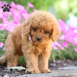 Carla/Cavapoo									Puppy/Female	/7 Weeks,Meet Carla, an adorable F1B Cavapoo who is ready to fill your home with joy and love! With her soft, curly coat and bright, expressive eyes, this little girl is the perfect mix of her Poodle dad, Sammy (12 lbs), and her Cavapoo mom, Beaulah (13 lbs). Her playful personality and gentle demeanor make her a wonderful companion for any family.