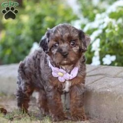 Amy/Cavapoo									Puppy/Female	/10 Weeks,Meet Amy, an adorable Cavapoo who is sure to capture your heart with her sweet nature and playful spirit! With her soft, wavy coat and soulful eyes, this little lady is the perfect blend of her Cavalier dad, Milo, who brings gentle affection, and her Poodle mom, Carli, who adds intelligence and energy to the mix. Milo weighs 18.5lbs and Carli weighs 19lbs.