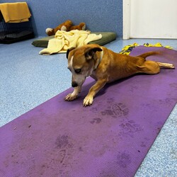 Betty/Welsh Corgi (Pembroke) / Staffordshire Bull Terrier/Female/9 Years 3 Months,Hi there! I’m Betty and I’m a very sweet mature lady who is ready to start a new chapter! I wasn’t in the best condition when I first arrived at the shelter, but I still LOOOOVEE people, and I would love to come home with you and give you all the snuggles on the lounge whilst we watch a movie! Or I’d love to have a nice nap in a round fluffy snuggle bed, they’re so comfy!  As you can probably tell, my legs look a little funny, don’t they? The technical name is “Angular Limb Deformity”, but you may also know it as ‘bow legged’ or ‘knee knocking’. They all mean that my legs are a bit bowed. The vets have checked me over, I can walk around normally, and I am not in pain, but it is important that I don’t become overweight in the future, as this can lead to arthritis. If at any point it seems like I am in pain when trying to walk, it would be best to take me to a vet for a check-up. Whilst I've been in RSPCA's care, I also had a biopsy performed on a lump on my mammary glands, which was a ‘Malignant mass’ (tumor), the tumor was completely removed with no abnormal tissue remaining. Should you be interested in adopting me, our RSPCA veterinarians are happy to provide you with more information.  My pearly whites just had an awesome clean and I had some teeth removed but there are no ongoing issues! So, sometimes I get a little bit worried about being on my own but with the help of my friends here at the shelter, I am starting to learn that some alone time isn’t such a bad thing! You see, all I’ll need is a nice long-lasting chew and something for me to do! I love playing with those cardboard boxes, especially if there’s some treats hidden in them! I have so much FUN when I get to go looking for treats hidden around the yard. Due to being a little Nanna dog, I won’t require lots of exercise, just enough to keep my mind active and sniff all the stuff and all the things!  I am a friendly dog but due to my excitement with making new friends, I will need to meet all my new friends to ensure we will get along! I’m sure we will though! I’ll also have to meet all members of the household, have secure fencing, indoor/outdoor access and ideally, I would love to have someone at home most of the time to hang out with in a peaceful, home environment. Don’t forget I give great cuddles, so I’ll make it worth your time!  Do you think you have all the love possible to give me? If so, I would love for you to come and meet me! All you must do is contact my people. They know what to do!   Requirements: 