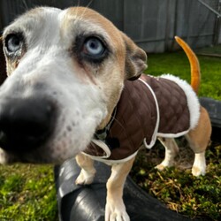 Betty/Welsh Corgi (Pembroke) / Staffordshire Bull Terrier/Female/9 Years 3 Months,Hi there! I’m Betty and I’m a very sweet mature lady who is ready to start a new chapter! I wasn’t in the best condition when I first arrived at the shelter, but I still LOOOOVEE people, and I would love to come home with you and give you all the snuggles on the lounge whilst we watch a movie! Or I’d love to have a nice nap in a round fluffy snuggle bed, they’re so comfy!  As you can probably tell, my legs look a little funny, don’t they? The technical name is “Angular Limb Deformity”, but you may also know it as ‘bow legged’ or ‘knee knocking’. They all mean that my legs are a bit bowed. The vets have checked me over, I can walk around normally, and I am not in pain, but it is important that I don’t become overweight in the future, as this can lead to arthritis. If at any point it seems like I am in pain when trying to walk, it would be best to take me to a vet for a check-up. Whilst I've been in RSPCA's care, I also had a biopsy performed on a lump on my mammary glands, which was a ‘Malignant mass’ (tumor), the tumor was completely removed with no abnormal tissue remaining. Should you be interested in adopting me, our RSPCA veterinarians are happy to provide you with more information.  My pearly whites just had an awesome clean and I had some teeth removed but there are no ongoing issues! So, sometimes I get a little bit worried about being on my own but with the help of my friends here at the shelter, I am starting to learn that some alone time isn’t such a bad thing! You see, all I’ll need is a nice long-lasting chew and something for me to do! I love playing with those cardboard boxes, especially if there’s some treats hidden in them! I have so much FUN when I get to go looking for treats hidden around the yard. Due to being a little Nanna dog, I won’t require lots of exercise, just enough to keep my mind active and sniff all the stuff and all the things!  I am a friendly dog but due to my excitement with making new friends, I will need to meet all my new friends to ensure we will get along! I’m sure we will though! I’ll also have to meet all members of the household, have secure fencing, indoor/outdoor access and ideally, I would love to have someone at home most of the time to hang out with in a peaceful, home environment. Don’t forget I give great cuddles, so I’ll make it worth your time!  Do you think you have all the love possible to give me? If so, I would love for you to come and meet me! All you must do is contact my people. They know what to do!   Requirements: 