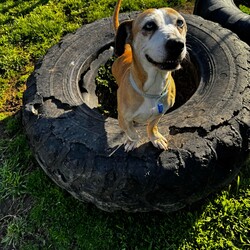 Betty/Welsh Corgi (Pembroke) / Staffordshire Bull Terrier/Female/9 Years 3 Months,Hi there! I’m Betty and I’m a very sweet mature lady who is ready to start a new chapter! I wasn’t in the best condition when I first arrived at the shelter, but I still LOOOOVEE people, and I would love to come home with you and give you all the snuggles on the lounge whilst we watch a movie! Or I’d love to have a nice nap in a round fluffy snuggle bed, they’re so comfy!  As you can probably tell, my legs look a little funny, don’t they? The technical name is “Angular Limb Deformity”, but you may also know it as ‘bow legged’ or ‘knee knocking’. They all mean that my legs are a bit bowed. The vets have checked me over, I can walk around normally, and I am not in pain, but it is important that I don’t become overweight in the future, as this can lead to arthritis. If at any point it seems like I am in pain when trying to walk, it would be best to take me to a vet for a check-up. Whilst I've been in RSPCA's care, I also had a biopsy performed on a lump on my mammary glands, which was a ‘Malignant mass’ (tumor), the tumor was completely removed with no abnormal tissue remaining. Should you be interested in adopting me, our RSPCA veterinarians are happy to provide you with more information.  My pearly whites just had an awesome clean and I had some teeth removed but there are no ongoing issues! So, sometimes I get a little bit worried about being on my own but with the help of my friends here at the shelter, I am starting to learn that some alone time isn’t such a bad thing! You see, all I’ll need is a nice long-lasting chew and something for me to do! I love playing with those cardboard boxes, especially if there’s some treats hidden in them! I have so much FUN when I get to go looking for treats hidden around the yard. Due to being a little Nanna dog, I won’t require lots of exercise, just enough to keep my mind active and sniff all the stuff and all the things!  I am a friendly dog but due to my excitement with making new friends, I will need to meet all my new friends to ensure we will get along! I’m sure we will though! I’ll also have to meet all members of the household, have secure fencing, indoor/outdoor access and ideally, I would love to have someone at home most of the time to hang out with in a peaceful, home environment. Don’t forget I give great cuddles, so I’ll make it worth your time!  Do you think you have all the love possible to give me? If so, I would love for you to come and meet me! All you must do is contact my people. They know what to do!   Requirements: 