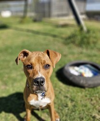 Fletch/American Staffordshire Terrier/Male/10 Months,Hey there, I'm Fletch! I'm a 10-month-old male large breed mix puppy looking for a forever home. I am a tall, leggy boy with plenty more growing to do; I am currently around 27kg. With lots and lots of energy to burn, I would suit a family who can keep up with me. I love learning about life, and I'm eager to explore new things each day. I would suit a home where I'm not left alone for extended periods as I love hanging out with my humans and doing all the fun stuff together. I do love company, but I'm also okay with some alone time if I have things to keep busy and a place to access inside your home where I can retreat to and rest. I don't mind other dogs, I love to have a rough and tumble with some doggy friends during my time at shelter and while I was in foster care. Though I'm a high-energy pup, I would prefer a quiet and calm household where I can relax after my daily playtime. I'm young and eager to learn, so I would love a family who can help me learn all about life. And remember, I'm still a puppy, so I'd be best in a home with kids 12 years or older as I may knock the little ones over – my spatial awareness needs some fine-tuning hahaha! I can't wait to meet you and start our adventures together!