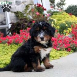 Alice/Mini Bernedoodle									Puppy/Female	/July 11th, 2024,Come and meet Alice! This charming Miniature Bernedoodle puppy is completely lovable! She will win you over with her fun personality and sweet disposition. Alice is friendly and socialized, so she is ready to get to know her forever family. Vet checked and up to date on shots and de-wormer, this wonderful puppy comes home with a health guarantee provided by the breeder. Are you interested in hearing more and scheduling a visit to meet Alice? Call Levi Stoltzfus today!