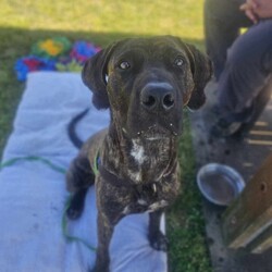 Bruno/Bullmastiff/Male/1 Year 9 Months,Hi I'm Bruno and I'm a big bugalug of a boy that needs a comfy home to settle into. I am a big goofy boy, who loves car trips to low trafficked parks, where I can sniff up a storm, as I investigate the world through my nose and have some tasty treats to decompress afterwards. I am not a fussy man and love all things food! Food is one of my love languages! I will need a home that has had experience with big dogs before and adores them to bits! I love being with my family and lounging around so I would love it if someone was home with me most of the time. I can be a bit bouncy at times but also can be sensitive at others, so it is best for me that I go to a home that is a bit more mature. I am unfortunately not a big fan of other dogs as I just don't understand them very well. I tend to get a bit overwhelmed when around them and like to keep my distance from them. This just means that you get me all to yourselves and you to me! Requirements: -Must meet all family – Must be only dog -Children over 15 years – Owner home more often -Peaceful/Quiet home – Experienced owner Bruno is a special boy that is looking for a place to call his own. If you think that your family fits the bill, then please apply for him at    Love and tail wags! Bruno