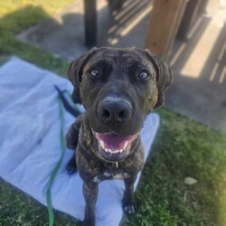 Bruno/Bullmastiff/Male/1 Year 9 Months,Hi I'm Bruno and I'm a big bugalug of a boy that needs a comfy home to settle into. I am a big goofy boy, who loves car trips to low trafficked parks, where I can sniff up a storm, as I investigate the world through my nose and have some tasty treats to decompress afterwards. I am not a fussy man and love all things food! Food is one of my love languages! I will need a home that has had experience with big dogs before and adores them to bits! I love being with my family and lounging around so I would love it if someone was home with me most of the time. I can be a bit bouncy at times but also can be sensitive at others, so it is best for me that I go to a home that is a bit more mature. I am unfortunately not a big fan of other dogs as I just don't understand them very well. I tend to get a bit overwhelmed when around them and like to keep my distance from them. This just means that you get me all to yourselves and you to me! Requirements: -Must meet all family – Must be only dog -Children over 15 years – Owner home more often -Peaceful/Quiet home – Experienced owner Bruno is a special boy that is looking for a place to call his own. If you think that your family fits the bill, then please apply for him at    Love and tail wags! Bruno