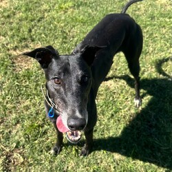 Ashley/Greyhound/Female/6 Years 5 Months,Hi everyone my name is Ashley and I am a super fun loving greyhound who is looking for her perfect match!! I am a medium energy girl, unlike other greyhounds I can be a bit jumpy and pushy when I want something from my humans, I have my moments of speed and zoomies but then I am happy to explore the yard and have a nap in the sun. I would love a bigger backyard with a fun zoom track for me to use, having indoor and outdoor access would be ideal for me as I do love the creature comforts of home and a nice comfy couch with my name on it sounds devine. I will not be suited to apartment living as I need access to a yard to do my zoomies when needed. My ideal home would be with older kids, I can be a bit snatching with my food and I love to have my own toys, I will need a family that can be respectful of that and continue to proactive trade outs with me. I would also like to be the only pet in the home, I have meet some dogs and walk well with them if they are calm but I do not enjoy them jumping on me and invading my personal space. I would love my new family to have some knowledge of my breed or have done some research about my needs. Requirements: -Must meet all family  –  No children under 12 -Must be only pet  –  Indoor/outdoor access (not suited to apartments) If you think I could be the girl for you please head into the shelter today and say hi, I would love to meet my new family and come home with you!! Love Ashley