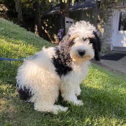 Adopt a dog:Kambucha/Bernedoodle/Female/Baby,hi Kambucha!

This sweet girl is a 3-month-old bernadoodle. She and her siblings came to us when the Lancaster breeder didn't sell them quickly enough. She is 15 lbs. and we are expecting her to be on the medium/bigger size.

The whole group is wonderful! They are friendly, happy and sweet. They love all people and have already mastered the sad puppy eyes when they are trying to get away with puppy mischief or if you give them a bath. They will be wonderful additions to any homes.

She will need to meet any resident dogs.

At this age, puppy classes will be very important so she could grow into the best dog possible.

She come spayed, vaccinated, dewormed, microchipped and 4dx tested. 

**If you are serious about adoption, please fill out the adoption application on our website www.phoenixanimalrescue.com Her adoption fee is $550**

Phoenix Animal Rescue
Chester Springs, PA
Kennel License #5152