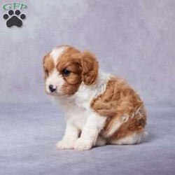 Stan/Cavapoo									Puppy/Male	/5 Weeks,Meet Stan, the adorable F1 Cavapoo who’s searching for his perfect forever home! This sweet little pup has been raised in a loving family and is well-socialized, making him the ideal companion for kids and adults alike. Stan has been vet checked and is up to date on all his vaccines and de-worming to ensure he’s healthy and ready to play. His parents are AKC registered and have been health tested, so you can trust that he comes from a great background. Whether you want to pick him up or need delivery options, we’re here to help. Stan is full of love and ready to fill your home with joy. Don’t miss out on the chance to bring this little bundle of happiness into your life!