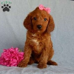 Sunny (medium)/Goldendoodle									Puppy/Female	/7 Weeks,Prepare to fall in love !!! My name is Sunny and I’m the sweetest little F1b medium sized goldendoodle looking for my furever home! One look into my warm, loving eyes and at my silky soft coat and I’ll be sure to have wiggled my way into your heart already! I’m very happy, playful and very kid friendly and I would love to fill your home with all my puppy love!! I am full of personality, and I give amazing puppy kisses! I stand out way above the rest with my beautiful fluffy red coat! I will come to you vet checked, microchipped and up to date on all vaccinations and dewormings . I come with a 1-year guarantee with the option of extending it to a 3-year guarantee and shipping is available and we also include 30 days of pet insurance! My mother is Lulu, our 47# goldendoodle with a heart of gold and my father is Benji, our handsome 30#AKC red moyen poodle! Both of my parents are very sweet and kid friendly which will make me the same and they are available to meet!! I will grow to approx 35-40# and I will be hypoallergenic and nonshedding! Why wait when you know I’m the one for you? Call or text Martha to make me the newest addition to your family and get ready to spend a lifetime of tail wagging fun with me! (7% sales tax on in home pickups)