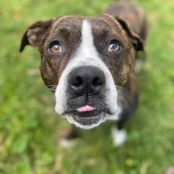 Adopt a dog:Levi/American Staffordshire Terrier/Male/2 Years 7 Months,Hi there, I'm Levi! I'm an American Staffy with a heart full of love. I’m a sweet guy, though I’m looking for an experienced owner who understands my unique needs and quirks. I’m a charming Staffy who adores people once I get to know them. I’ve had some challenges in my past, so I might be a bit wary or excitable at first. My previous experiences mean I can be a bit stressed in new environments, so I need a home where I can feel safe and comfortable. I’m not a fan of being touched too much right away, but with patience and understanding, I’ll warm up to you! I need someone who is knowledgeable about managing typical Staffy excitement, as I can become quite energetic and experience big feelings. I might also show some avoidant behaviours and need a gentle touch to help me feel secure. Due to this, I prefer a quieter home without young kids. I can get quite jumpy during play, and older children who understand how to engage with me calmly will help me feel more at ease. I came into the shelter with other dogs, but I haven’t shown much interest in meeting new ones here. It’s best if I can meet any potential dog buddies before coming home to make sure we’re a good match. I do well with having options, so I’d love a home where I can choose between cosy indoor spots and outdoor spaces. Having different areas to explore and relax will help me feel more comfortable in my new home. Even though I have some quirks, I’m a genuinely sweet dog who loves to show affection in my own way. With the right guidance and a little patience, I’ll be a loyal and loving companion. If you think you’re the right fit for me and can offer a patient, understanding home, I’d love to meet you and see if we’re a match! Please fill out an expression of interest   to give Levi a loving home! Lots of love, Levi xx household restrictions: -Experienced owner -No children under 15 -Must meet all dogs -Indoor/outdoor access -Ongoing training -Free vet consult at adoptio