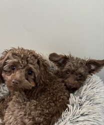 Adopt a dog:Ruby & George/Miniature Poodle/Female/Young,They have to be adopted together. 

Ruby(Female)& George(Male) are Poodle/Yorkie mixes who are just about 1 year old.  Don’t let their cuteness fool you, they are all puppy.  Ruby is 5lbs, outgoing and the leader of the pair. She will greet you and will want to be in your arms becoming your best friend. If there is any mischief going on, there is a good chance Ruby started it.  George is 7lbs and is a little on the shy side. He takes a little longer to warm up to you and relies on Ruby to show him things are ok.  Once George warms up to you, he will give you unconditional love all day and I mean all day.  The home that would be best for Ruby and George is someone who enjoys mischief and puppy antics that come along with this pair.  These pups are always looking to have a good time.  Other pets in the home will need to tolerate Ruby & George giving them love, snuggles and playing and chasing them. They are great with cats and will play with them and steal their toys.  A fenced in yard and older children would be best.    To submit an application online please go to freetobemerescue.org. Please be advised we only process applications within an hour drive of Albany,NY.   Adoption fee $700 for both.