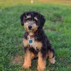 Atlas/Mini Bernedoodle									Puppy/Male	/July 27th, 2024,Beartown Doodles is excited to introduce Atlas from the Galaxy litter. He is a sweet mini bernedoodle puppy raised with lots of love. Atlas would love to have someone to be his furever companion. Mama Molly did an amazing job raising this litter, she is a 30lb mini bernedoodle who is very loving and affectionate. Enzo (Dad) is a beautiful blue merle   mini bernedoodle. Both parents are genetic health tested giving you peace of mind that you will be getting a healthy puppy.