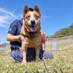 Adopt a dog:Jet/Australian Cattle Dog/Male/9 Years 5 Months,Hey there, my name's Jet! I'm on the lookout for my forever home – somewhere I can spend in the company of my new family. I will need things to do when being left alone so I don't get bored! I'd love some on-going training to build a bond with my new person and to implement nice manners in the home. You may have to be patient with my toileting habits for a while, I've lived in a kennel for a little while, so it'll take some time to adjust. I enjoy a good snuggle, so if you're after a snuggle bug – please consider me! I'm an older gentleman so laying around and keeping you company is all I really want in life.  As far as dogs go… I would prefer to be the only dog in the home as I would like all the love, pats and attention to myself. Any kiddos need to be confident around dogs! Come in to meet me!