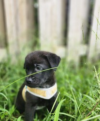 Adopt a dog:Max/Mixed Breed/Male/Baby,Meet Max: The Sweetest Puppy!

Max is a delightful black mixed breed puppy who has captured everyone's hearts with his gentle and loving nature. This little guy is the epitome of sweetness and is always ready to shower you with affection.

Max is incredibly well-behaved and gets along wonderfully with other dogs, children, and all people. His playful spirit and boundless energy make him a joy to be around. Whether he's chasing after a ball, splashing in water, or simply cuddling up for a nap, Max brings happiness wherever he goes.

Despite his playful side, Max also knows how to relax and enjoy quiet moments. He loves to snuggle and will happily curl up next to you for some quality cuddle time. His calm demeanor and loving personality make him the perfect companion for any family.

Max is looking for a forever home where he can continue to spread joy and love. If you're ready to welcome this sweet, good-natured puppy into your life, Max is ready to meet you!

Are you ready to give Max the loving home he deserves? Contact us today to learn more about this wonderful pup!