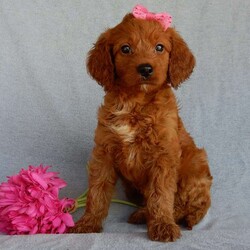 Sunny (medium)/Goldendoodle									Puppy/Female	/7 Weeks