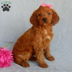 Sunny (medium)/Goldendoodle									Puppy/Female	/7 Weeks,Prepare to fall in love !!! My name is Sunny and I’m the sweetest little F1b medium sized goldendoodle looking for my furever home! One look into my warm, loving eyes and at my silky soft coat and I’ll be sure to have wiggled my way into your heart already! I’m very happy, playful and very kid friendly and I would love to fill your home with all my puppy love!! I am full of personality, and I give amazing puppy kisses! I stand out way above the rest with my beautiful fluffy red coat! I will come to you vet checked, microchipped and up to date on all vaccinations and dewormings . I come with a 1-year guarantee with the option of extending it to a 3-year guarantee and shipping is available and we also include 30 days of pet insurance! My mother is Lulu, our 47# goldendoodle with a heart of gold and my father is Benji, our handsome 30#AKC red moyen poodle! Both of my parents are very sweet and kid friendly which will make me the same and they are available to meet!! I will grow to approx 35-40# and I will be hypoallergenic and nonshedding! Why wait when you know I’m the one for you? Call or text Martha to make me the newest addition to your family and get ready to spend a lifetime of tail wagging fun with me! (7% sales tax on in home pickups)