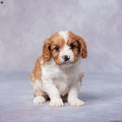 Stan/Cavapoo									Puppy/Male	/5 Weeks,Meet Stan, the adorable F1 Cavapoo who’s searching for his perfect forever home! This sweet little pup has been raised in a loving family and is well-socialized, making him the ideal companion for kids and adults alike. Stan has been vet checked and is up to date on all his vaccines and de-worming to ensure he’s healthy and ready to play. His parents are AKC registered and have been health tested, so you can trust that he comes from a great background. Whether you want to pick him up or need delivery options, we’re here to help. Stan is full of love and ready to fill your home with joy. Don’t miss out on the chance to bring this little bundle of happiness into your life!