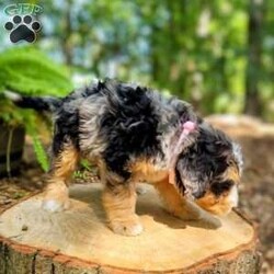 Venus/Mini Bernedoodle									Puppy/Female	/July 27th, 2024,Beartown Doodles is excited to introduce Venus from the Galaxy litter. She is a sweet mini bernedoodle puppy raised with lots of love. Venus would love to have someone to be her furever companion. Mama Molly did an amazing job raising this litter, she is a 30lb mini bernedoodle who is very loving and affectionate. Enzo (Dad) is a beautiful blue merle   mini bernedoodle. Both parents are genetic health tested giving you peace of mind that you will be getting a healthy puppy.