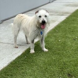 Luna/Australian Silky Terrier / Jack Russell Terrier (Smooth)/Female/4 Years 10 Months,Hi there! I'm Luna, a 4 year old Terrier cross with a heart full of love and a bit of nervous energy. Here’s a little bit about me and what I’m looking for in my forever home. I’m a sweet and loving girl who really enjoys the company of other dogs, especially those who are around my size. I came into the shelter with some doggy buddies and I lived with 3 other dogs in my foster home. I really thrive when I have a furry friend around, so having another small dog in the home would be wonderful for me! I can be a bit of a nervous Nellie, especially when settling into new places. When I first arrived at the shelter and even now in my foster home, I’ve shown some anxious behaviors like barking as I try to adjust. Because of this, I’ll need an experienced owner who can help me feel safe and build up my confidence. I might need a bit of time to get used to being alone, and it’s important that my new family can create a calm, secure environment for me. I haven’t met any children in my foster home, so I’d prefer to meet the whole family to make sure I'm comfortable around them first. It's best if everyone in the family meets me before we make things official so we can be sure we’re a perfect match. Overall, I’m a sweet and affectionate girl who just needs a bit of patience and understanding. If you think you’re the right person to help me come out of my shell and give me the loving home I need, I’d love to meet you! Lots of love, Luna xx -Experienced owner -Must meet all family -Must go home with another dog -Free vet consult