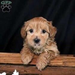 Jasmine/Maltipoo									Puppy/Female	/7 Weeks,Check out Jasmine, a well-socialized Maltipoo puppy! This bubbly girl is vet-checked and up to date on shots & wormer, plus the breeder provides a 6-month genetic health guarantee. Jasmine would make a wonderful companion and she can’t wait to be spoiled rotten! If you want to learn more about this snuggly pup and how to make her yours, please call Countryside Puppies today!