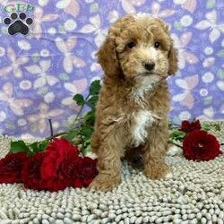 Polly/Miniature Poodle									Puppy/Female	/July 19th, 2024,Meet Polly a cute, little girl,  she is ACA Reg. Microchipped , Vet checked and shots are up to date.   Call us to make her your little buddy  Lavern Reiff License #3221