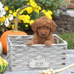 Latte/Mini Goldendoodle									Puppy/Female	/August 7th, 2024,Meet Latte, a cute and sweet F1B Mini Goldendoodle puppy! This precious girl has been family-raised with children and socialized. She is vet-checked and up to date on shots and wormers, and the breeder provides a 30-day health guarantee. If you want to schedule a time to see this perky pup, please call Christopher today!