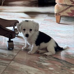 Adopt a dog:Coconut/Spaniel/Male/Baby,Coconut is the cutest thing ever with his short little legs and fluffy hair.  Born on 7/11/24, he only weighs 3.1 pounds at 10 weeks old.  He is a playful little guy who loves being loved on and snuggled. Coconut will not be ready to go home until after October 15th but would like to have his home to go to when he is ready!!  Coconut is still a baby and will need a home that has the time to spend teaching him all that he needs to know to grow to be the perfect big, little dog!!  Coconut could potentially grow to be 20-25 pounds.  Because of his size, Coconut would do best in a home with no small children or with older children and someone who is used to providing regular grooming.

S.T.A.R. Group, Inc is a foster based organization located in Corpus Christi, TX.  and All pets are in a foster home in South Texas and are transported once adopted.  Our animals are listed in different cities throughout the country.

Adoption Fee includes a microchip, all age-appropriate vaccines, spay/neuter, current on recommended preventions and a ride on the next available transport to their new families' area.  Applications are processed in the order they are received.  S.T.A.R. Group is made up of volunteers, so please give us a couple of days to begin processing your application.