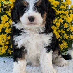 Molly/Mini Bernedoodle									Puppy/Female	/6 Weeks,Hello everyone! Meet our very precious little girl, sweet Molly. She is a beautiful F1 Mini bernadoodle with a beautiful coat of soft wavy hair! Her momma is a beautiful Bernese mountain dog and dad is a Mini poodle. Molly will be between 25 and 35lbs fully grown. She has a super sweet temperament and plays very well with kids! She is sure to make the perfect companion to anyone giving her lots of love!:) she loves to cuddle and give lots of kisses she will be available to her new home on October 1st. She is a very happy and healthy little gal!