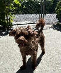 Adopt a dog:Ruby & George/Miniature Poodle/Female/Young,They have to be adopted together. 

Ruby(Female)& George(Male) are Poodle/Yorkie mixes who are just about 1 year old.  Don’t let their cuteness fool you, they are all puppy.  Ruby is 5lbs, outgoing and the leader of the pair. She will greet you and will want to be in your arms becoming your best friend. If there is any mischief going on, there is a good chance Ruby started it.  George is 7lbs and is a little on the shy side. He takes a little longer to warm up to you and relies on Ruby to show him things are ok.  Once George warms up to you, he will give you unconditional love all day and I mean all day.  The home that would be best for Ruby and George is someone who enjoys mischief and puppy antics that come along with this pair.  These pups are always looking to have a good time.  Other pets in the home will need to tolerate Ruby & George giving them love, snuggles and playing and chasing them. They are great with cats and will play with them and steal their toys.  A fenced in yard and older children would be best.    To submit an application online please go to freetobemerescue.org. Please be advised we only process applications within an hour drive of Albany,NY.   Adoption fee $700 for both.