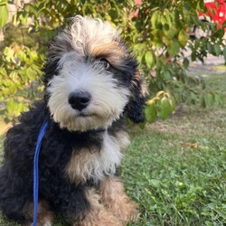 Adopt a dog:Lapsang/Bernedoodle/Male/Baby,hi Lapsang!

This good boy is a 3-month-old bernadoodle. He and his siblings came to us when the Lancaster breeder didn't sell them quickly enough. He is 15 lbs. and we are expecting him to be on the medium/bigger size.

The whole group is wonderful! They are friendly, happy and sweet. They love all people and have already mastered the sad puppy eyes when they are trying to get away with puppy mischief or if you give them a bath. They will be wonderful additions to any homes.

He will need to meet any resident dogs.

At this age, puppy classes will be very important so he could grow into the best dog possible.

He will come neutered, vaccinated, dewormed, microchipped and 4dx tested. 

**If you are serious about adoption, please fill out the adoption application on our website www.phoenixanimalrescue.com His adoption fee is $550**

Phoenix Animal Rescue
Chester Springs, PA
Kennel License #5152